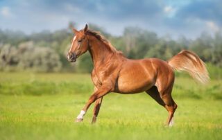 Vitamin D for Horses