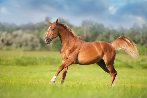 Vitamin D for Horses