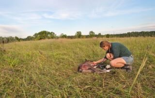 Warmblood Fragile Foal Syndrome