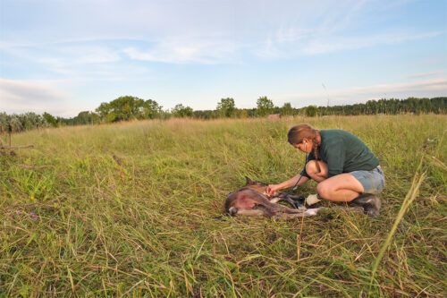Warmblood Fragile Foal Syndrome