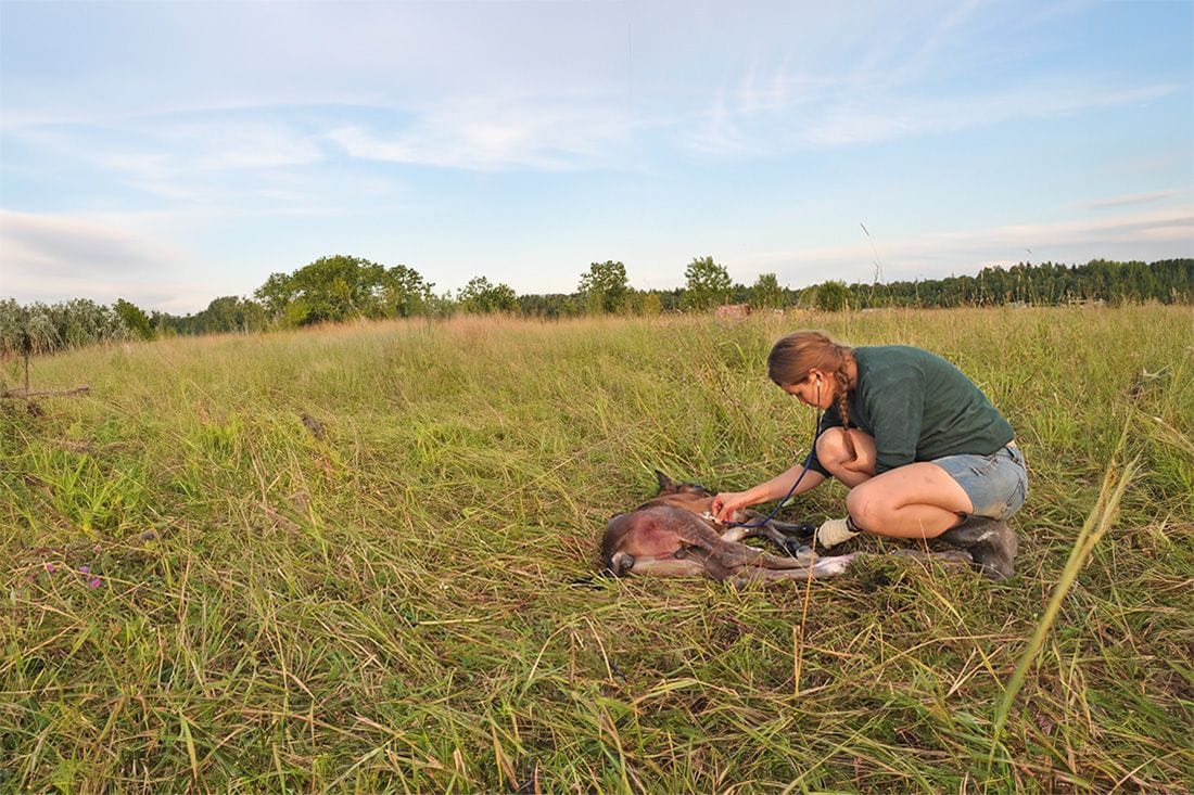 Warmblood Fragile Foal Syndrome (WFFS): Genetic Testing & Effects on Horses