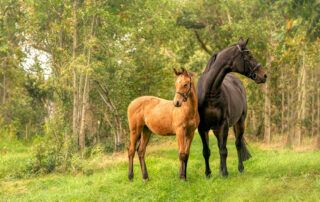 What is a Grade Horse