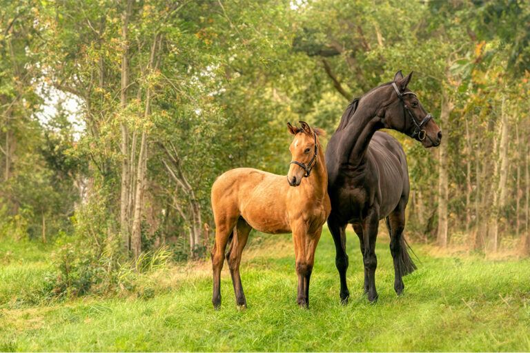 What is a Grade Horse