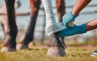 Wound Care for Horses