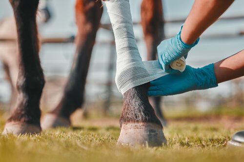 Wound Care for Horses