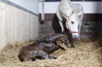 Breeding Soundness Exams for Mares: Assessing Reproductive Health [8-Step Guide]