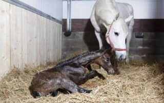 breeding-soundness-exams-for-mares