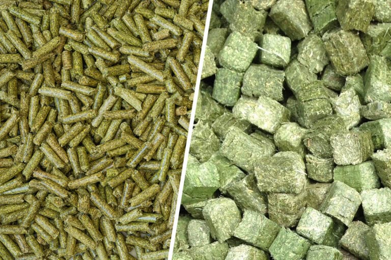 Forage Cubes and Pellets for Horses