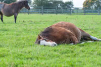 Reproductive Emergencies in Mares: Prepartum & Postpartum Complications