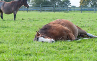 Reproductive Emergencies in Mares