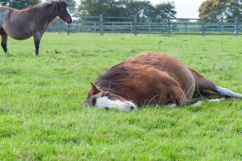 Reproductive Emergencies in Mares