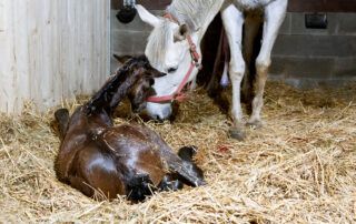 Abnormal Gestational Length in Foals
