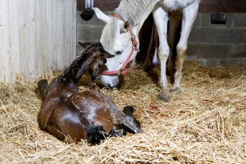 Abnormal Gestational Length in Foals