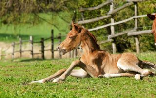 Foal Rejection in Mares