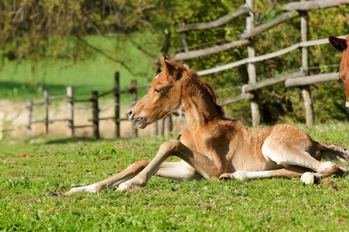 Foal Rejection in Mares