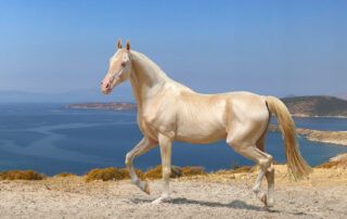 Hairless Horse Breeds