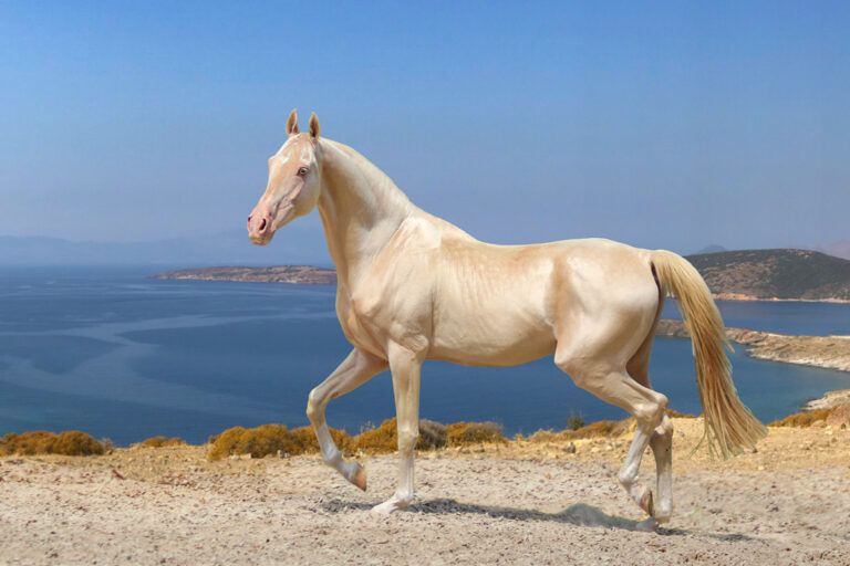 Hairless Horse Breeds