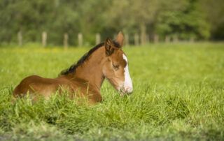 Heart Murmurs in Foals