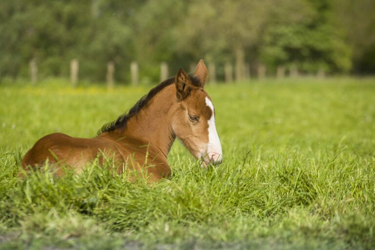 Heart Murmurs in Foals
