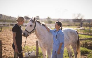 Heart Murmurs in Horses