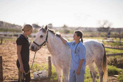 Heart Murmurs in Horses