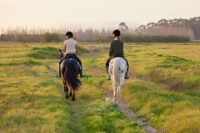 Hot-Blooded vs Cold-Blooded vs Warm-Blooded Horse Breeds