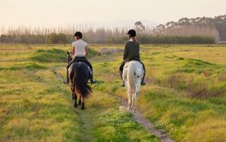 Hot-Blooded vs Cold-Blooded vs Warm-Blooded Horse Breeds