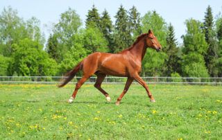 List of Gaited Horse Breeds