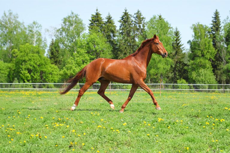 List of Gaited Horse Breeds