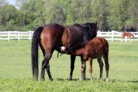 Mastitis in Mares: Causes, Symptoms and Treatment