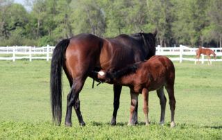 Mastitis in Mares