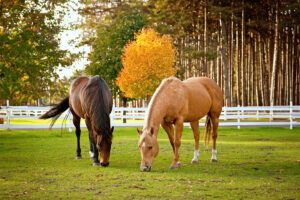 Top 14 Most Popular Horse Breeds in North America – [List]