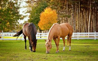 Most Popular Horse Breeds