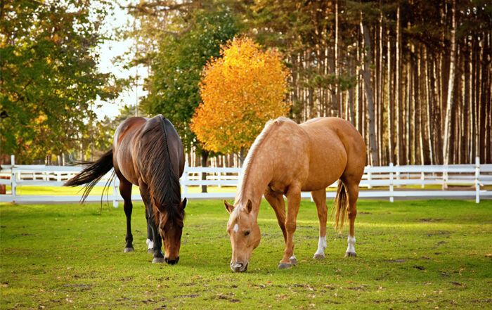 Top 14 Most Popular Horse Breeds in North America – [List]