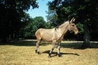 Mule Care & Management Guide: Characteristics, Health & Nutrition