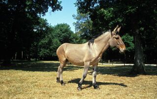 Mules and Horse Hybrids