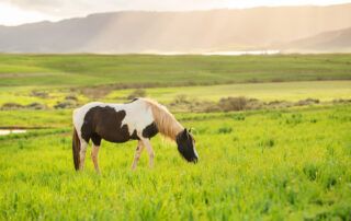 Pinto Horse Breed Guide
