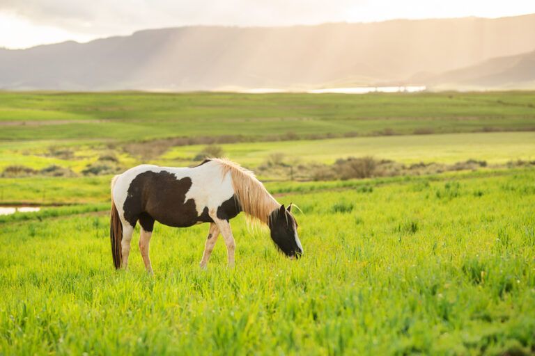 Pinto Horse Breed Guide