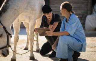 Synovial Joint Infections in Horses