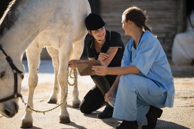 Synovial Joint Infections in Horses