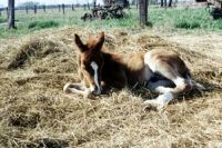 Umbilical Disorders in Foals: Infections, Patent Urachus and Hernias