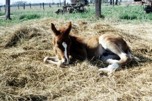 Umbilical Disorders in Foals: Infections, Patent Urachus and Hernias