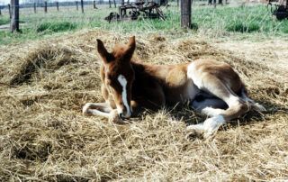 Umbilical Disorders in Foals