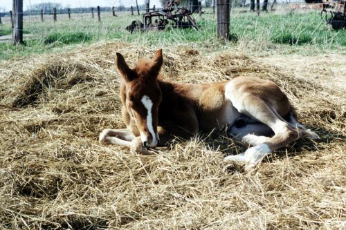 Umbilical Disorders in Foals