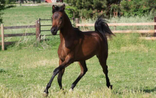 Yearling Horse