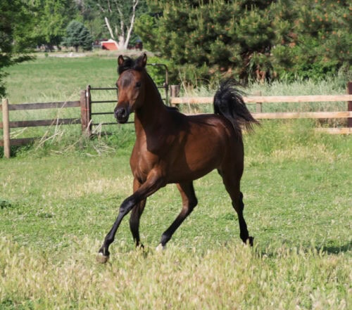 Yearling Horse
