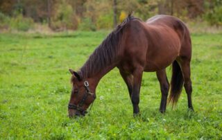 how-to-feed-a-hard-keeper-horse