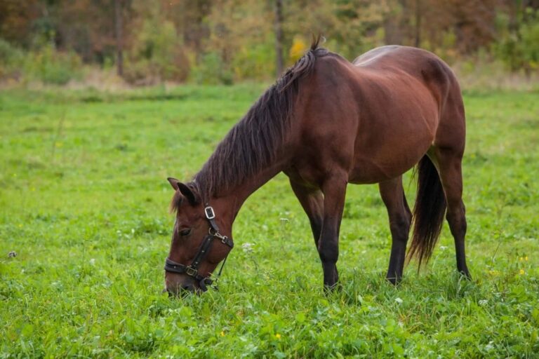 how-to-feed-a-hard-keeper-horse