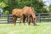 Iron in the Equine Diet – Sources, Requirements, Deficiency & Overload