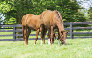 Iron in the Equine Diet